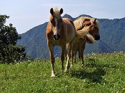 06 Splendidi cavalli a Salvarizza, punto di partenza-arrivo della bella escursione